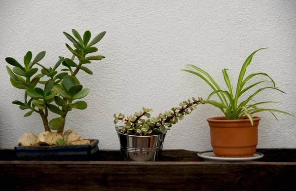 Las Plantas Pequeñas Cacerola — Foto de Stock