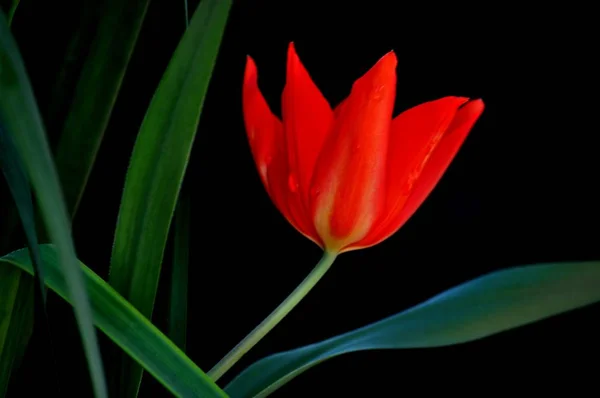 Rote Tulpe Auf Dunklem Hintergrund — Stockfoto