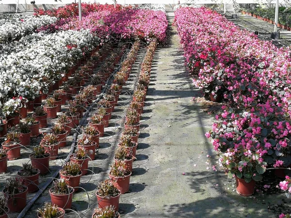 nursery of ornamental plants