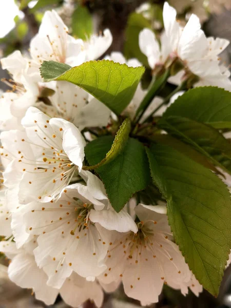 Bourgeon Cerisier Entre Les Fleurs — Photo