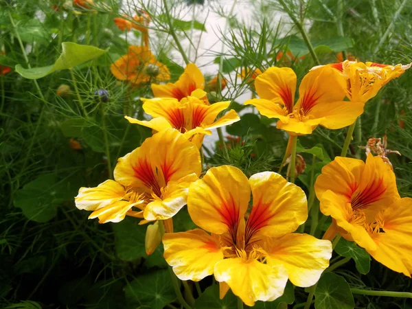 Nasturtium Jaune Rouge Dans Jardin — Photo