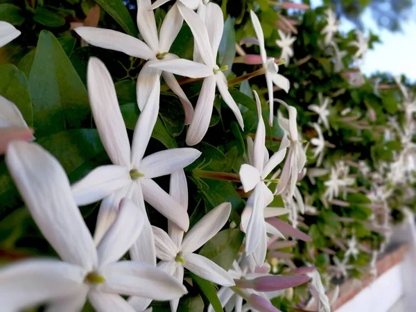 splendid jasmine plant in blossom
