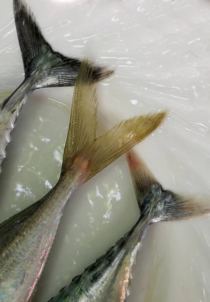 Fish tails on ice at market