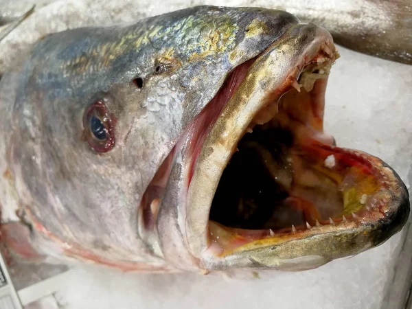 fresh big mouth of hake at market