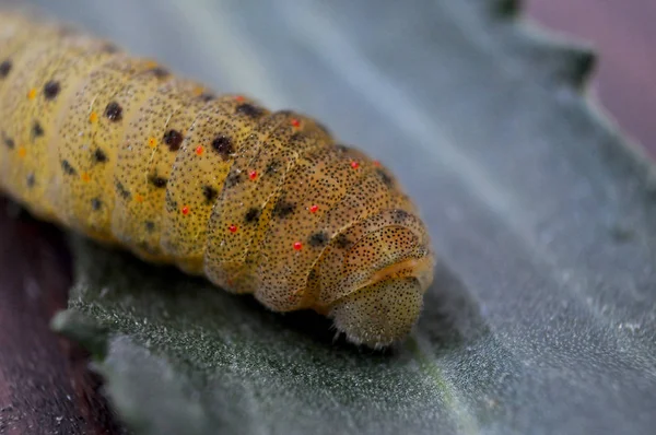 Caterpillar Green Leaf — Stock Photo, Image