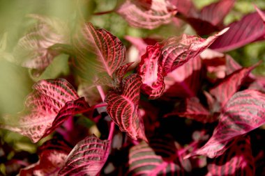 Bahçe tr bokeh arka plan, kırmızı coleus