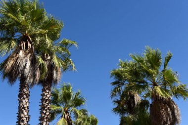 Yeşil palmiye ağaçları ve yoğun mavi gökyüzü