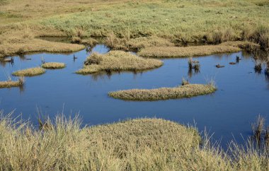 Atlantik marsh ve Haliç