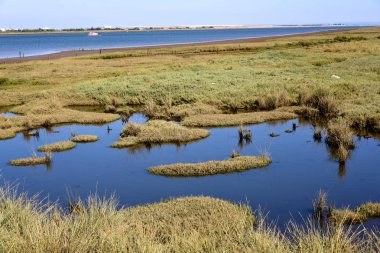 Atlantik marsh ve Haliç