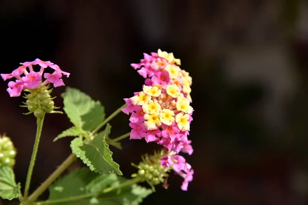 Lantana Blommor Trädgården — Stockfoto