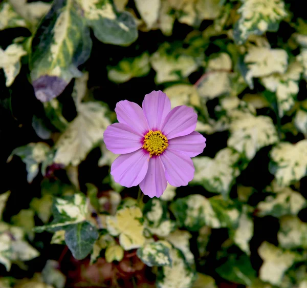 在常春藤背景的花园粉红色的宇宙花 — 图库照片