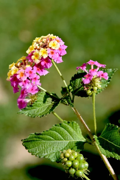 Lantana Blommor Trädgården — Stockfoto