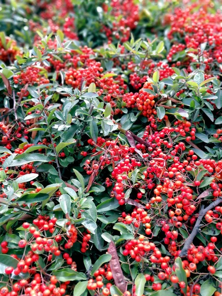 Számtalan Pyracantha Bogyók Fedezeti — Stock Fotó