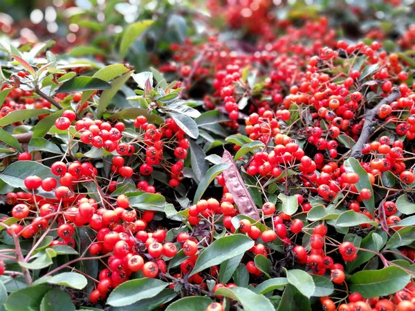 Számtalan Pyracantha Bogyók Fedezeti — Stock Fotó