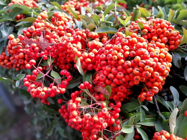 bir hedge sayısız ateş dikeni meyveleri