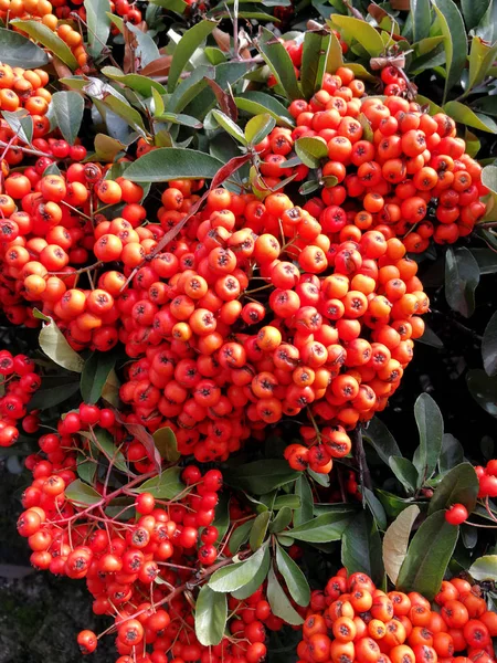 bir hedge sayısız ateş dikeni meyveleri