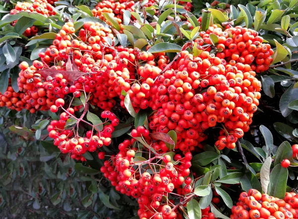 Αμέτρητες Pyracantha Μούρα Έναν Φράκτη — Φωτογραφία Αρχείου