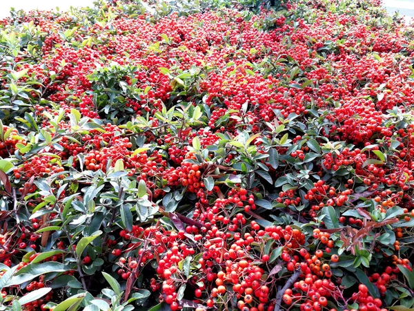 Számtalan Pyracantha Bogyók Fedezeti — Stock Fotó