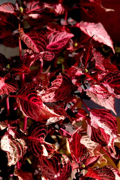 Coleus Rosso Brillante Nel Giardino Autunnale — Foto Stock