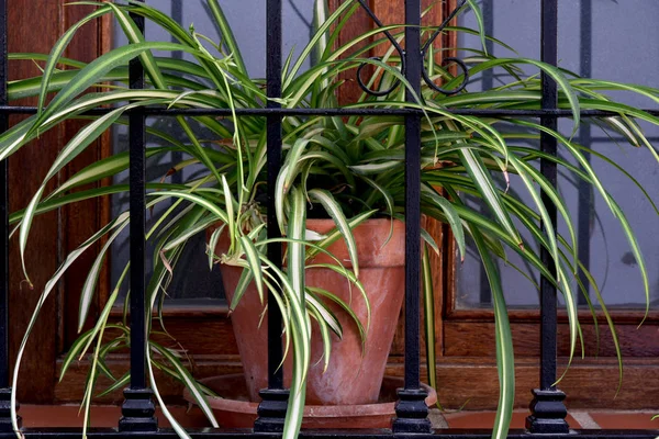 Spider Plant Clay Pot Window — Stock Photo, Image