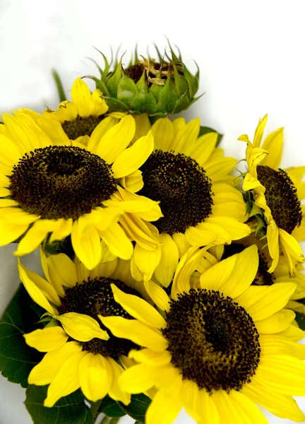 ayçiçeği beyaz arka plan üzerinde parlak buket