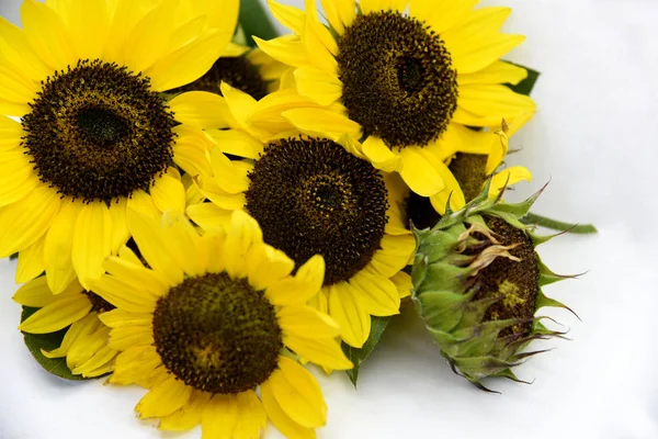 bright bouquet of sunflowers on white background