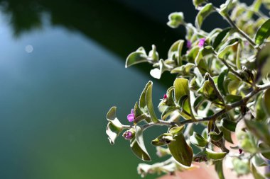 bitki asılı ile soyut