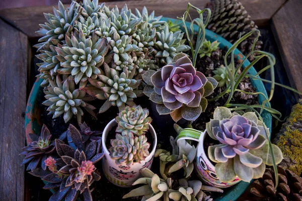 Plantenbak Met Planten Kopjes Met Vetplanten — Stockfoto