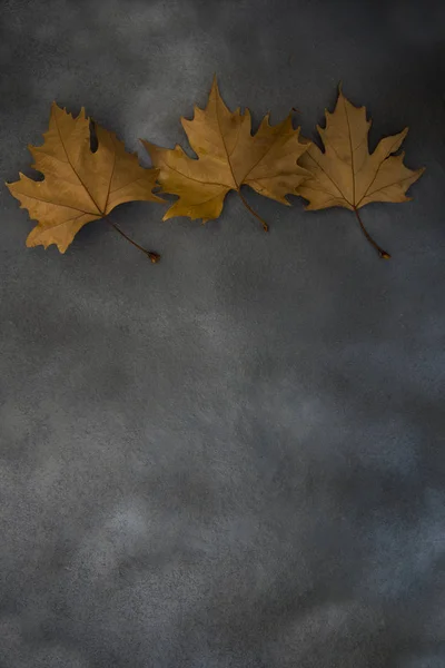 Three Dried Leaves Autumn — Stock Photo, Image