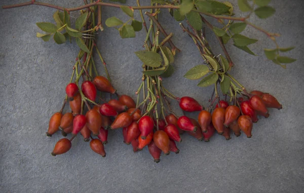 Rosehips Cachos Fundo Cinza — Fotografia de Stock