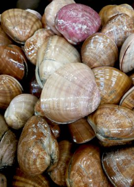 İstiridye balık Market