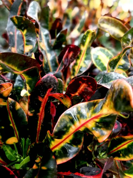 在温室中的鳄鱼色叶 — 图库照片