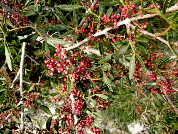 Mediterrane Mastixpflanze Auf Zweig — Stockfoto