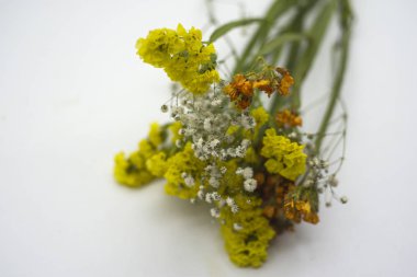 paniculata ve gazetenin çiçekler