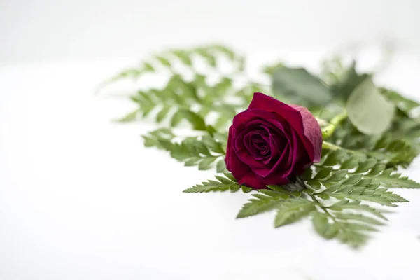 Красная Роза Ветшает Зеленом Белом Фоне — стоковое фото