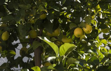 Muhteşem limon dalda asılı