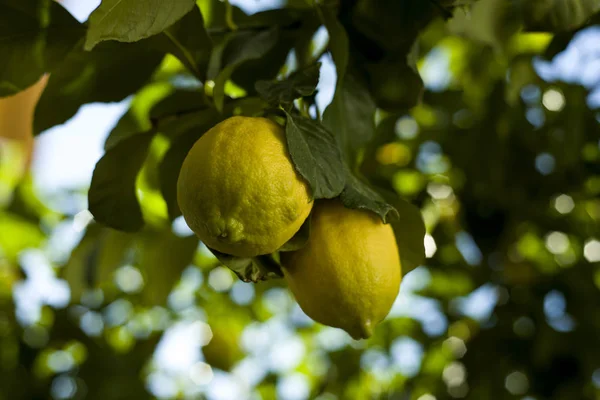 锦绣柠檬挂在树枝上 — 图库照片