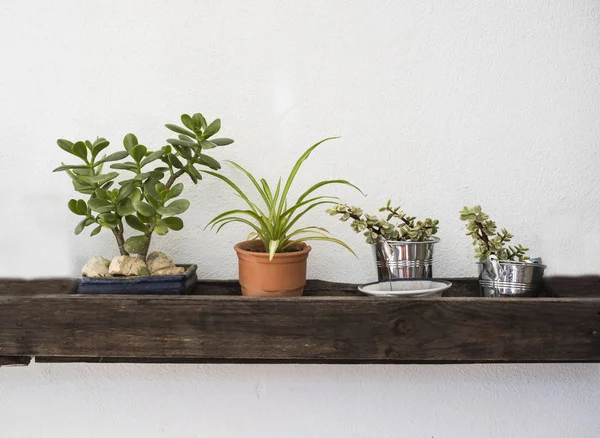 Decoración Con Macetas Flores — Foto de Stock