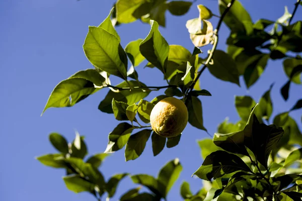 Espléndidos Limones Colgando Rama Fotos De Stock Sin Royalties Gratis