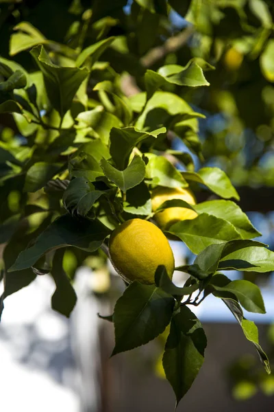 lemon tree with lemons hanging on the branch