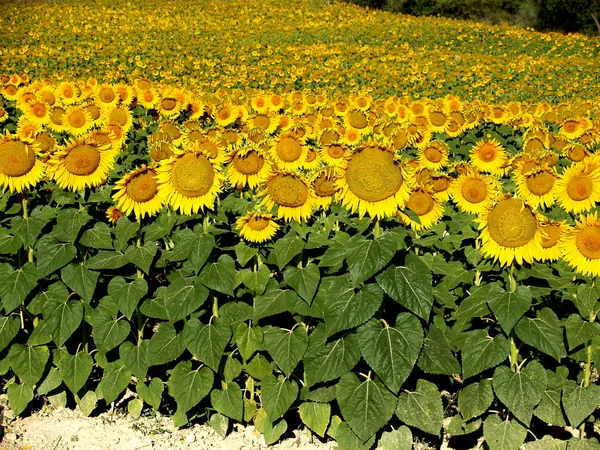 Splendid Girassóis Campo — Fotografia de Stock