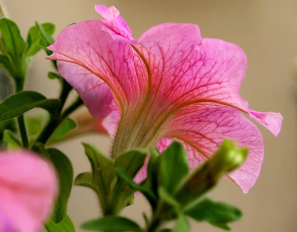 Backlit Pink Petunia Veins — Stock Photo, Image