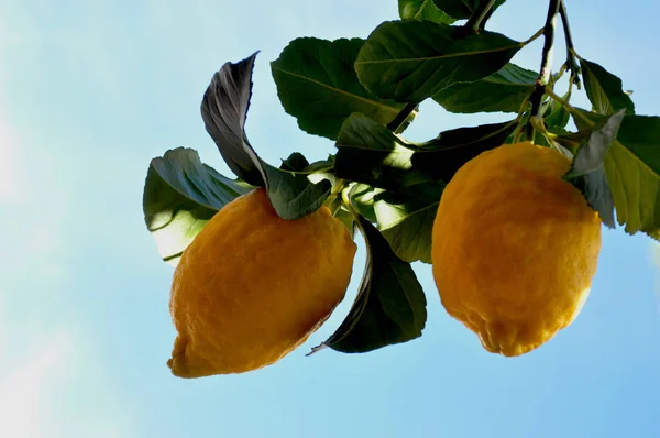 Limones Naturales Rama — Foto de Stock