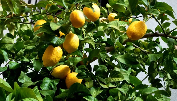 Natural Yellow Lemons Branch — Stock Photo, Image
