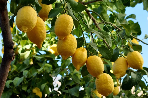 树枝上的天然黄色柠檬 — 图库照片