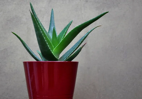 Aloe Vera Una Pentola Rossa — Foto Stock