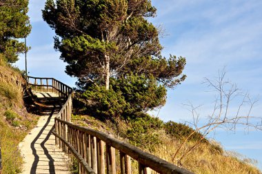 çam ağaçları arasında Ahşap korkuluk ile yüksek yol