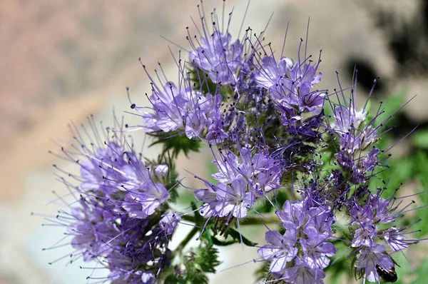 Belas Flores Silvestres Cor Violeta Com Estames Eretos — Fotografia de Stock