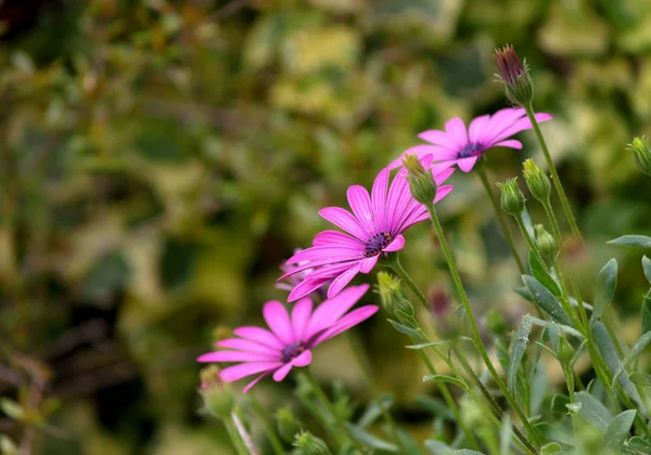 Madeliefjes Van Kaap Tuin — Stockfoto