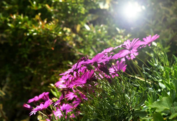 güneş ışını ile bahçede burunda pembe papatyalar